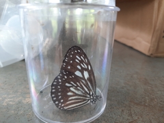Ideopsis juventa