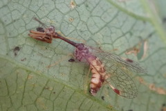 Mantispinae