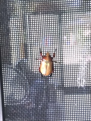 Anoplognathus montanus