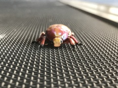 Anoplognathus montanus