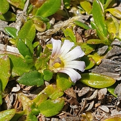 Scaevola hookeri