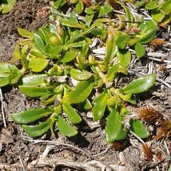 Scaevola hookeri
