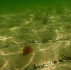 Acanthopagrus butcheri