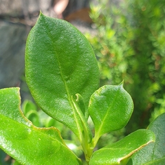 Coprosma hirtella