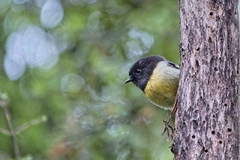 Petroica macrocephala macrocephala
