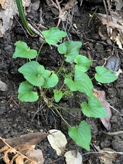 Viola ocellata