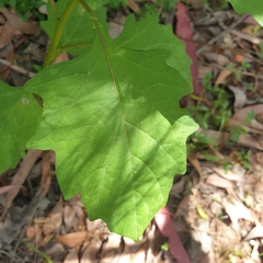 Sigesbeckia orientalis
