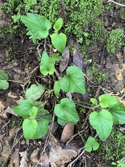 Viola ocellata