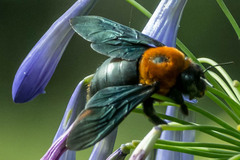 Xylocopa flavorufa