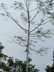 Falconiformes