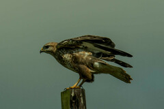 Buteo trizonatus