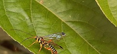 Echthromorpha agrestoria