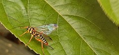 Echthromorpha agrestoria