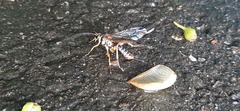 Echthromorpha agrestoria