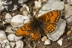 Melitaea varia