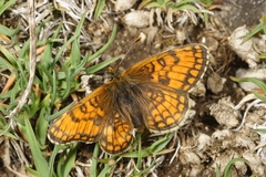 Melitaea varia