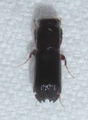 Platypodinae