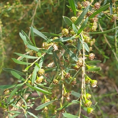 Kunzea leptospermoides