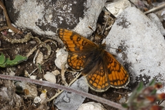 Melitaea varia