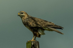 Buteo trizonatus