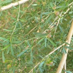 Kunzea leptospermoides