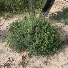 Crotalaria sphaerocarpa