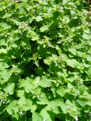 Lamium purpureum