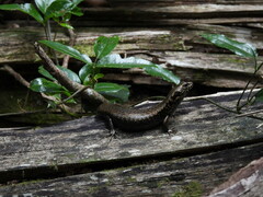 Silvascincus murrayi