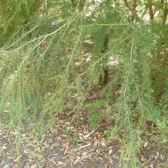 Kunzea leptospermoides