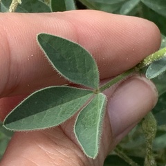 Crotalaria sphaerocarpa
