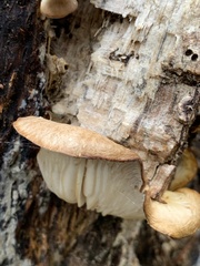 Pleurotus ostreatus