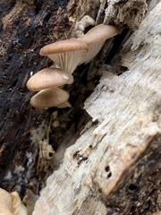 Pleurotus ostreatus