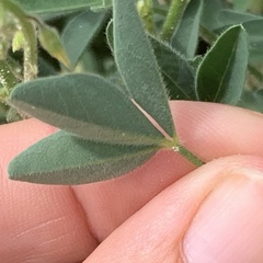 Crotalaria sphaerocarpa
