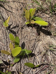 Parinari capensis capensis