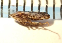 Novothymbris