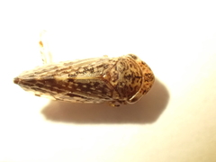 Novothymbris