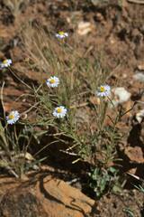 Brachyscome ciliaris ciliaris