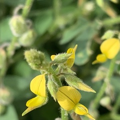 Crotalaria sphaerocarpa