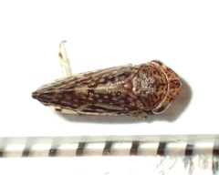 Novothymbris