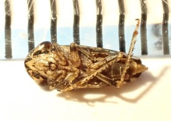 Novothymbris