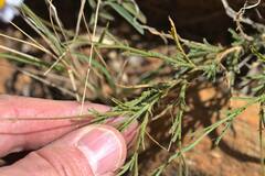 Brachyscome ciliaris ciliaris