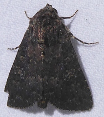Condica illecta