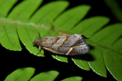 Ecclitica torogramma