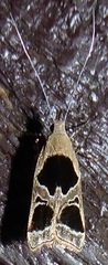 Deltoplastis commatopa