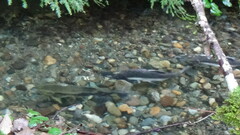 Oncorhynchus gorbuscha
