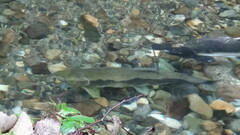 Oncorhynchus gorbuscha