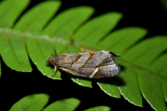 Ecclitica torogramma