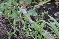Collinsia