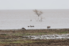 Balearica regulorum