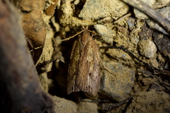 Planotortrix notophaea